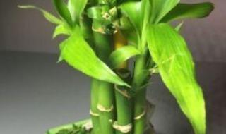 如何种植富贵竹